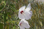 Swamp rosemallow